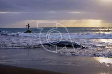 Cachalote muerto varado en la playa de Melenara (Foto TA y Naida Pérez González)